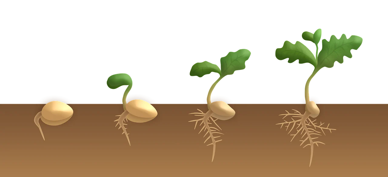 Importanța semințelor în cultivarea plantelor sănătoase