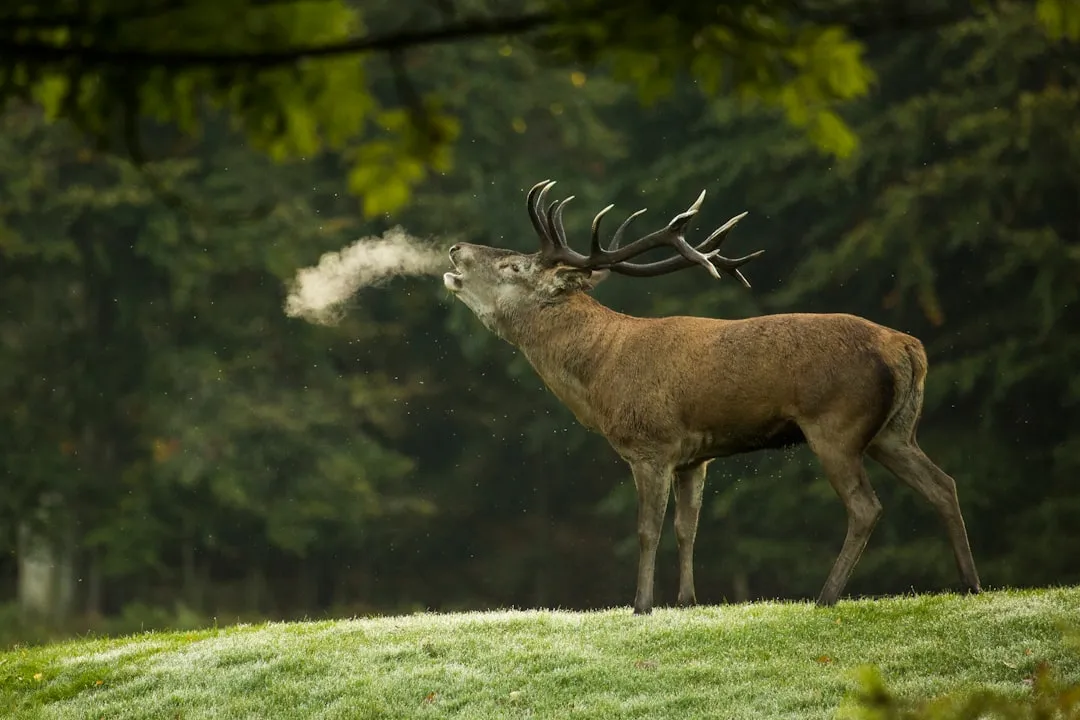 Photo Wildlife photography