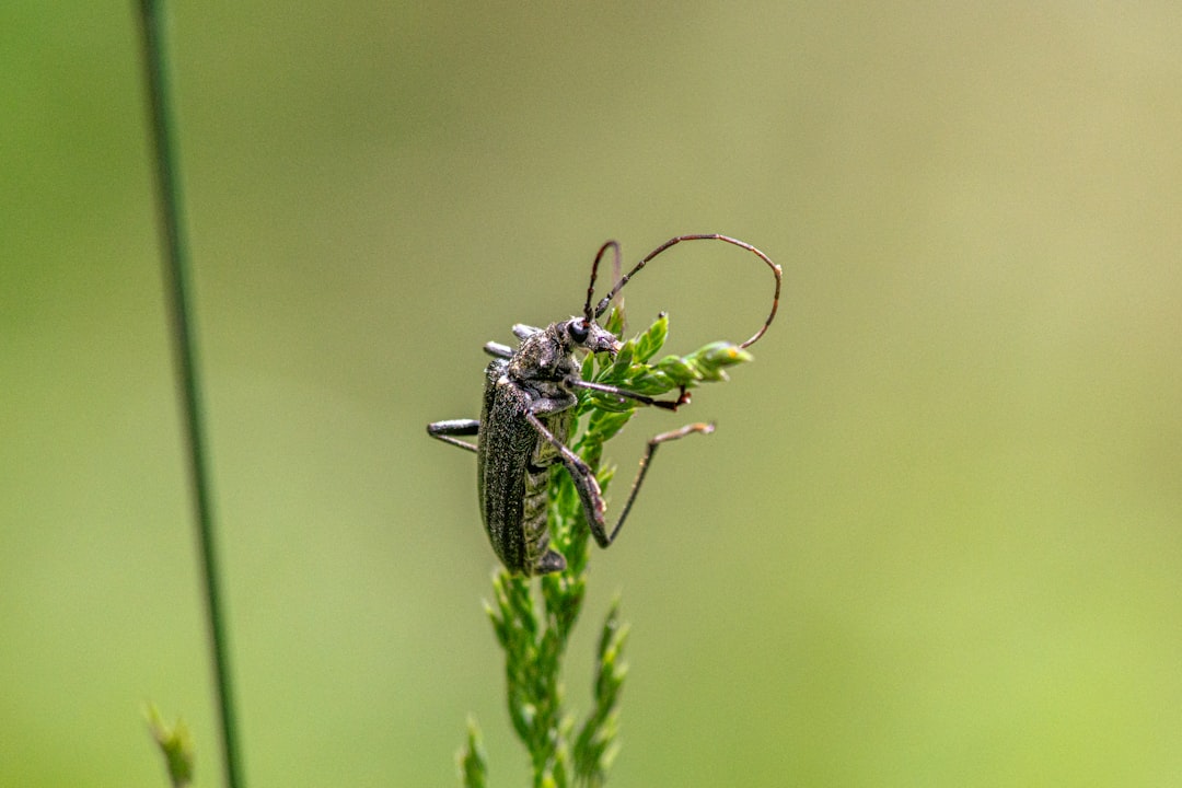 Photo Supplex Libellus Valachorum